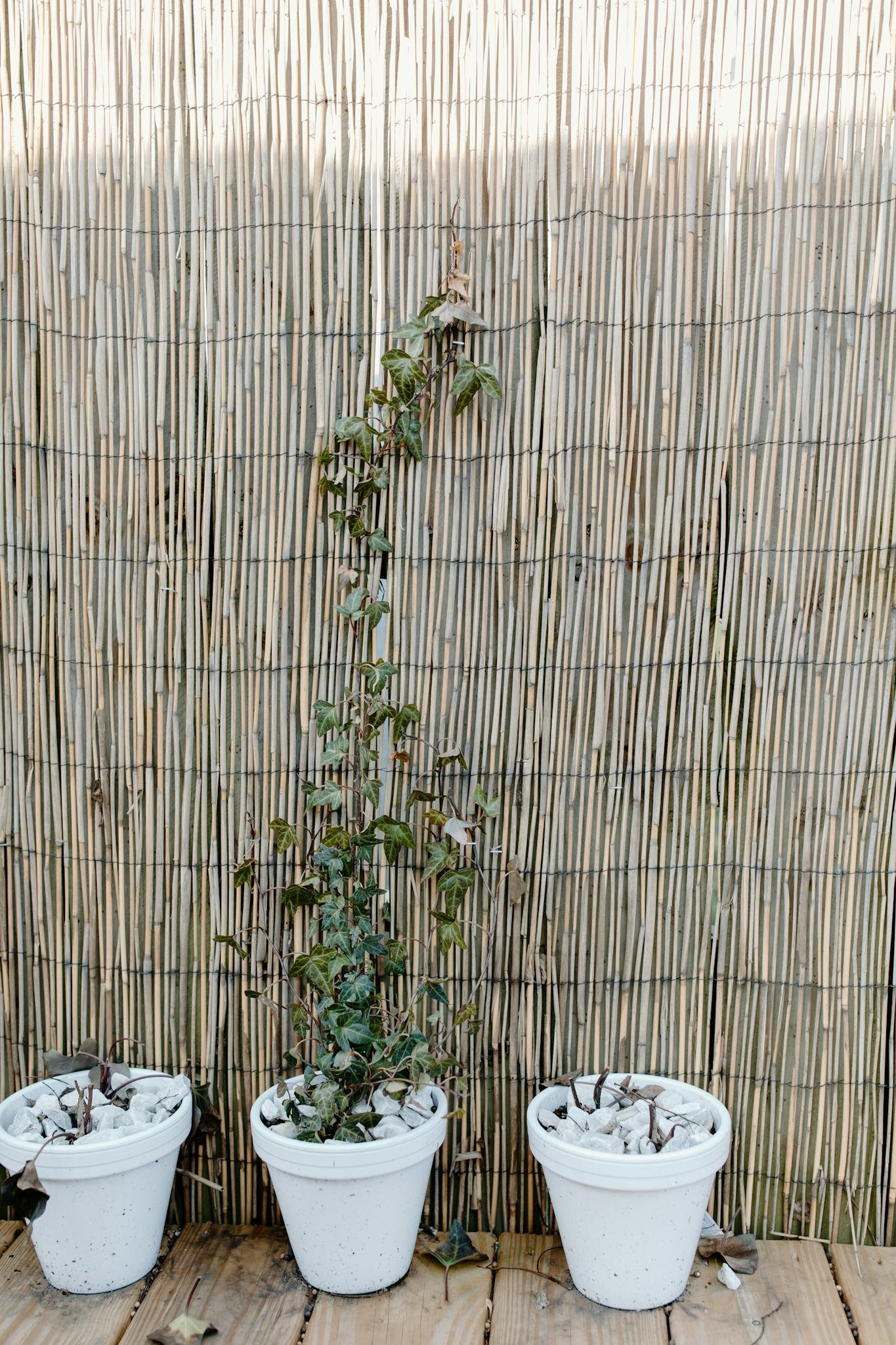 A vertical shot of potted plants against a bamboo fence, perfect for minimalist gardening themes.